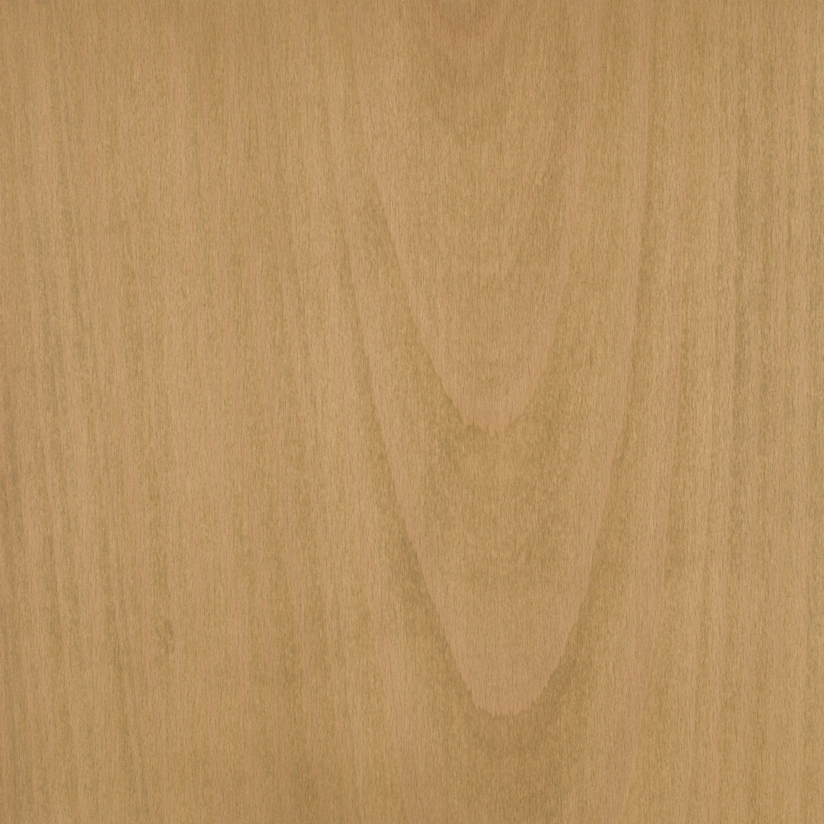 Beech