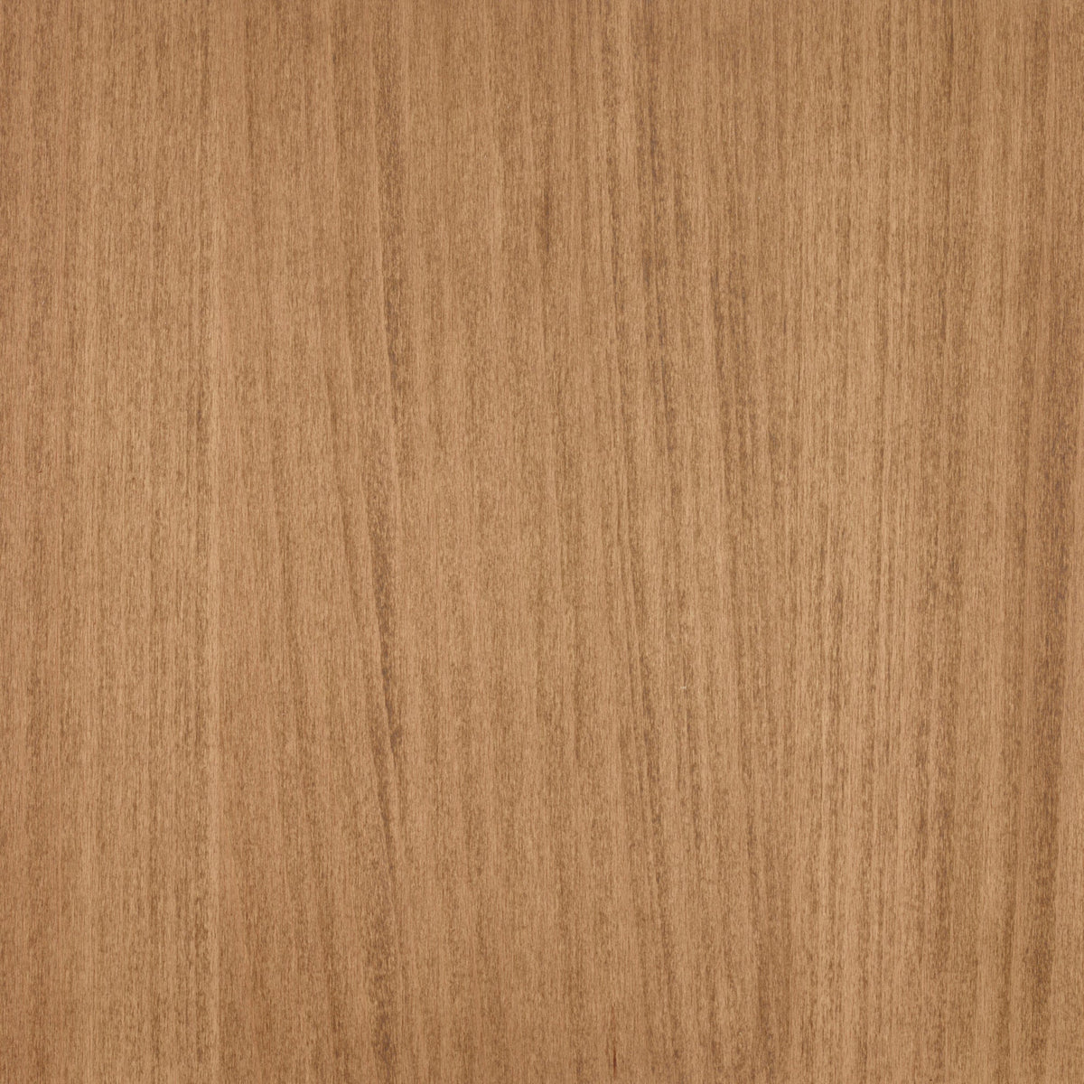 Beech
