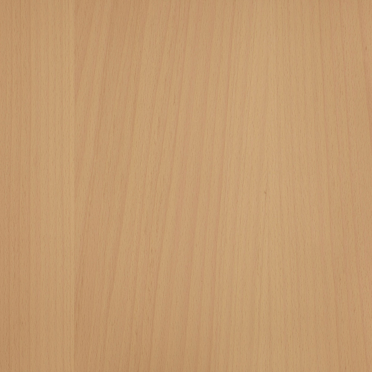 Beech