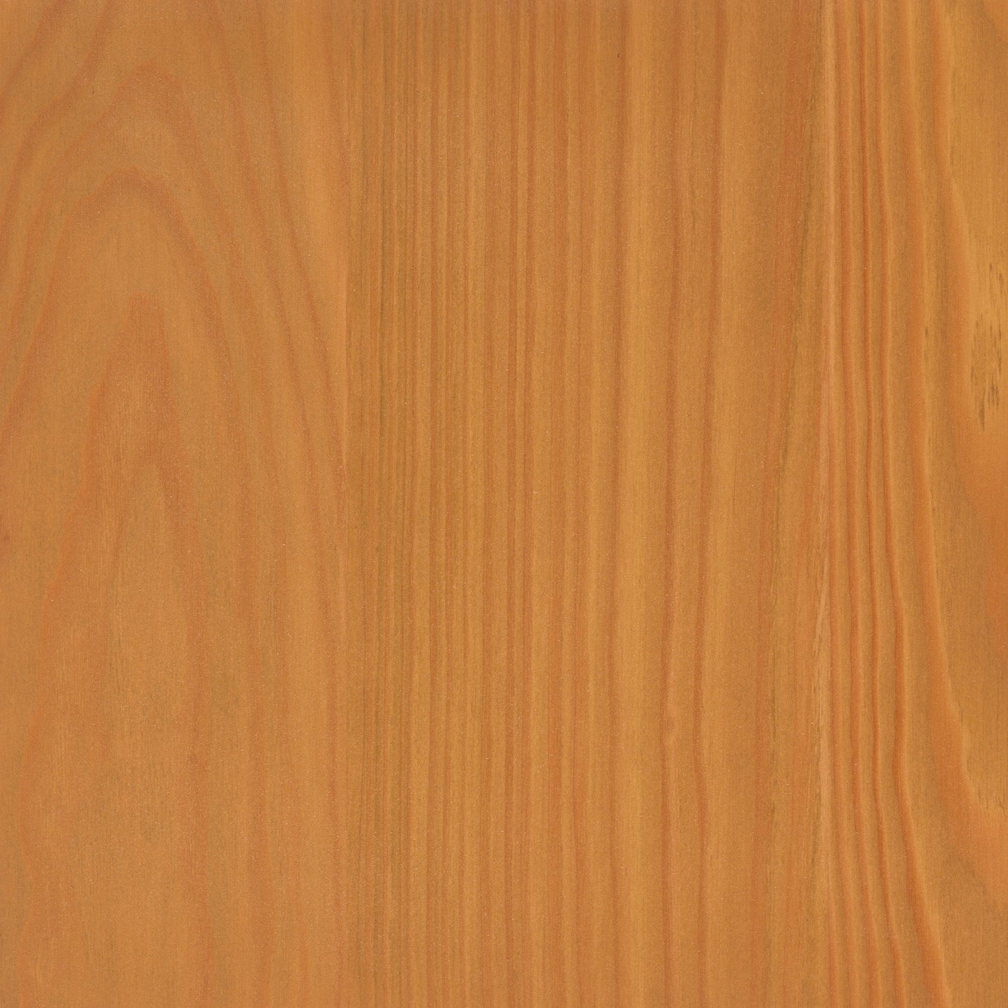 Larch
