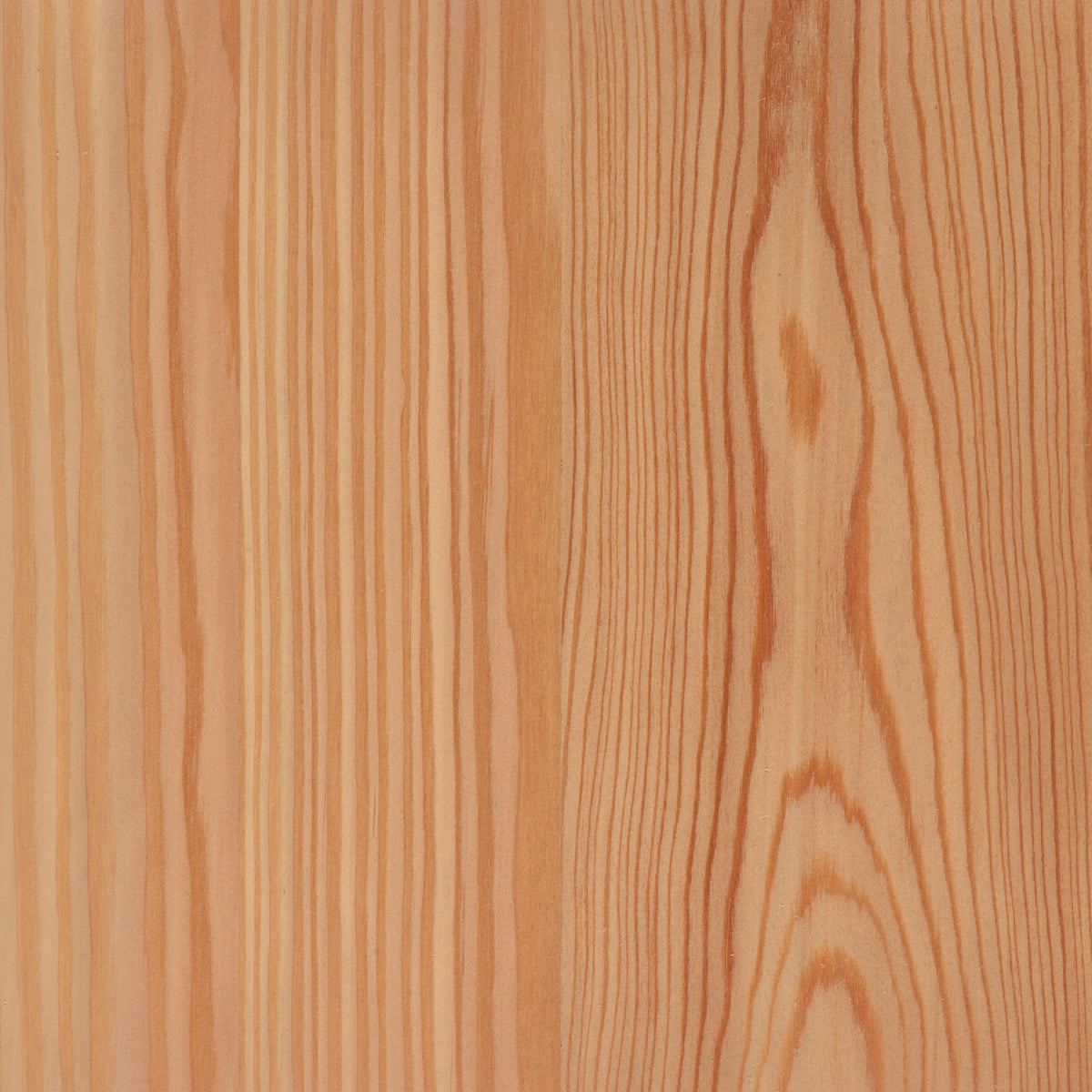 Larch
