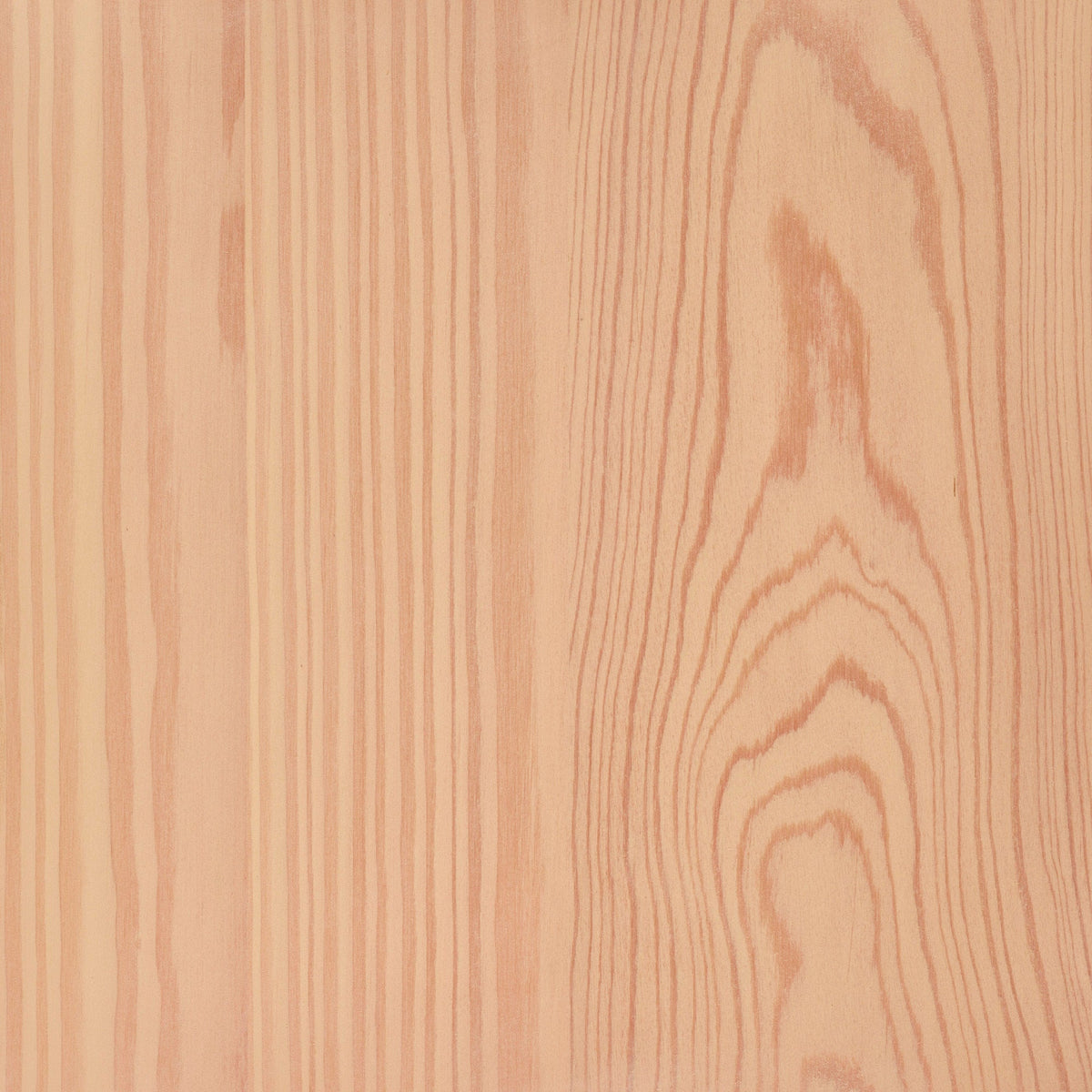 Larch