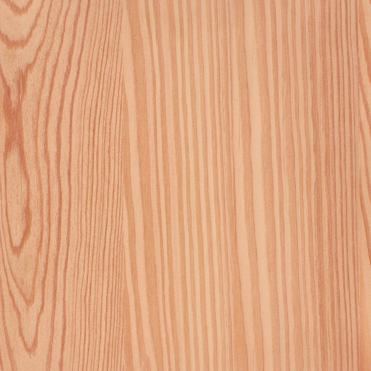Larch