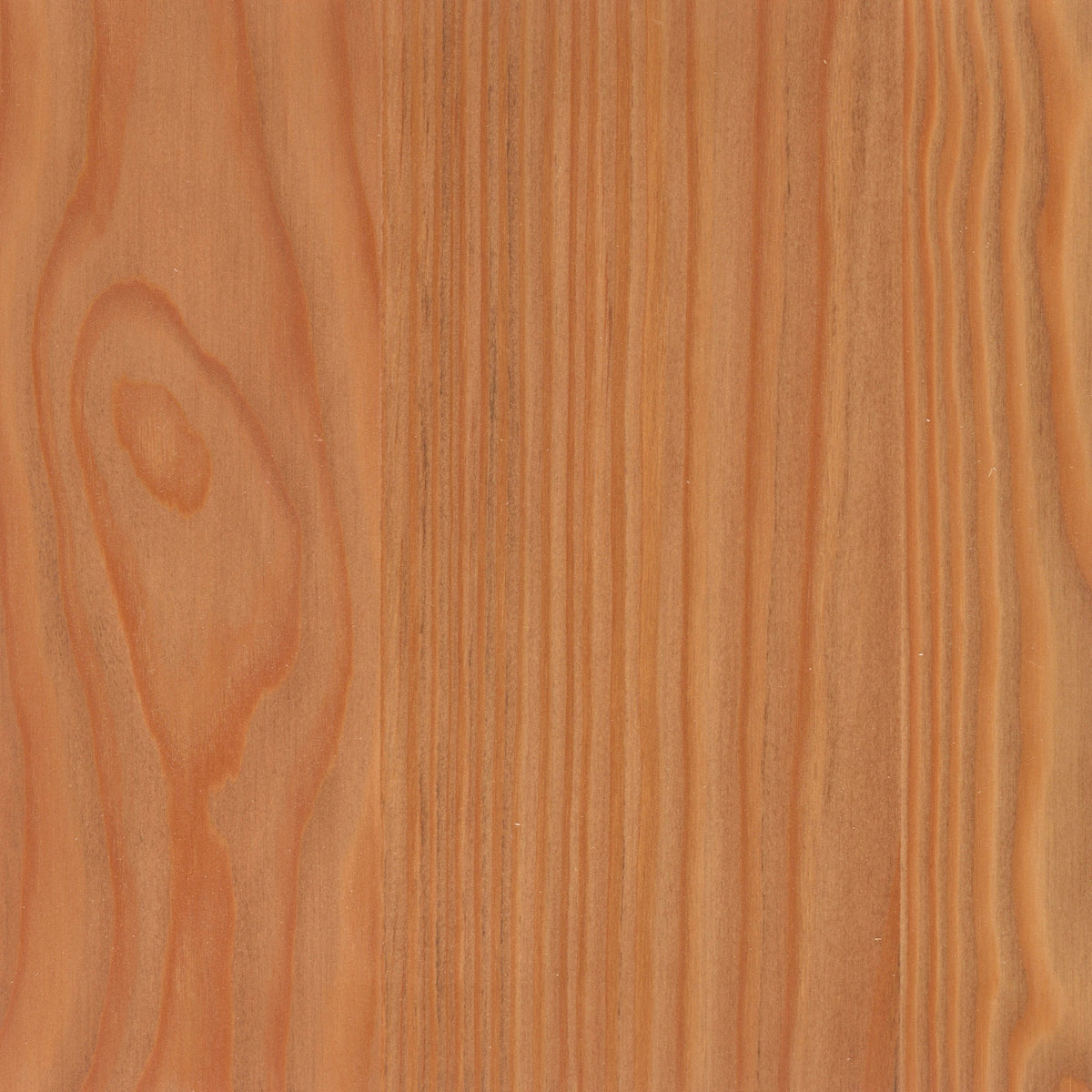 Larch